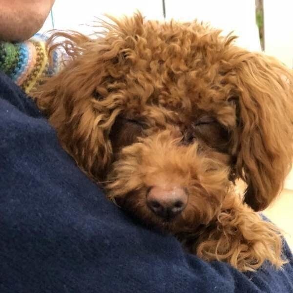 抱っこされるトイ・プードル