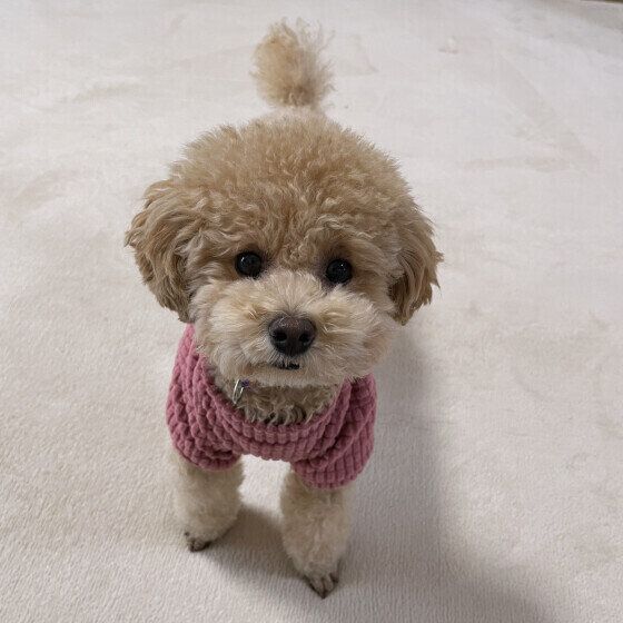 トイ・プードルのぽむちゃん