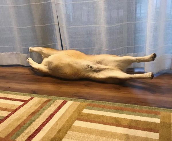 柴犬のもん太ちゃん