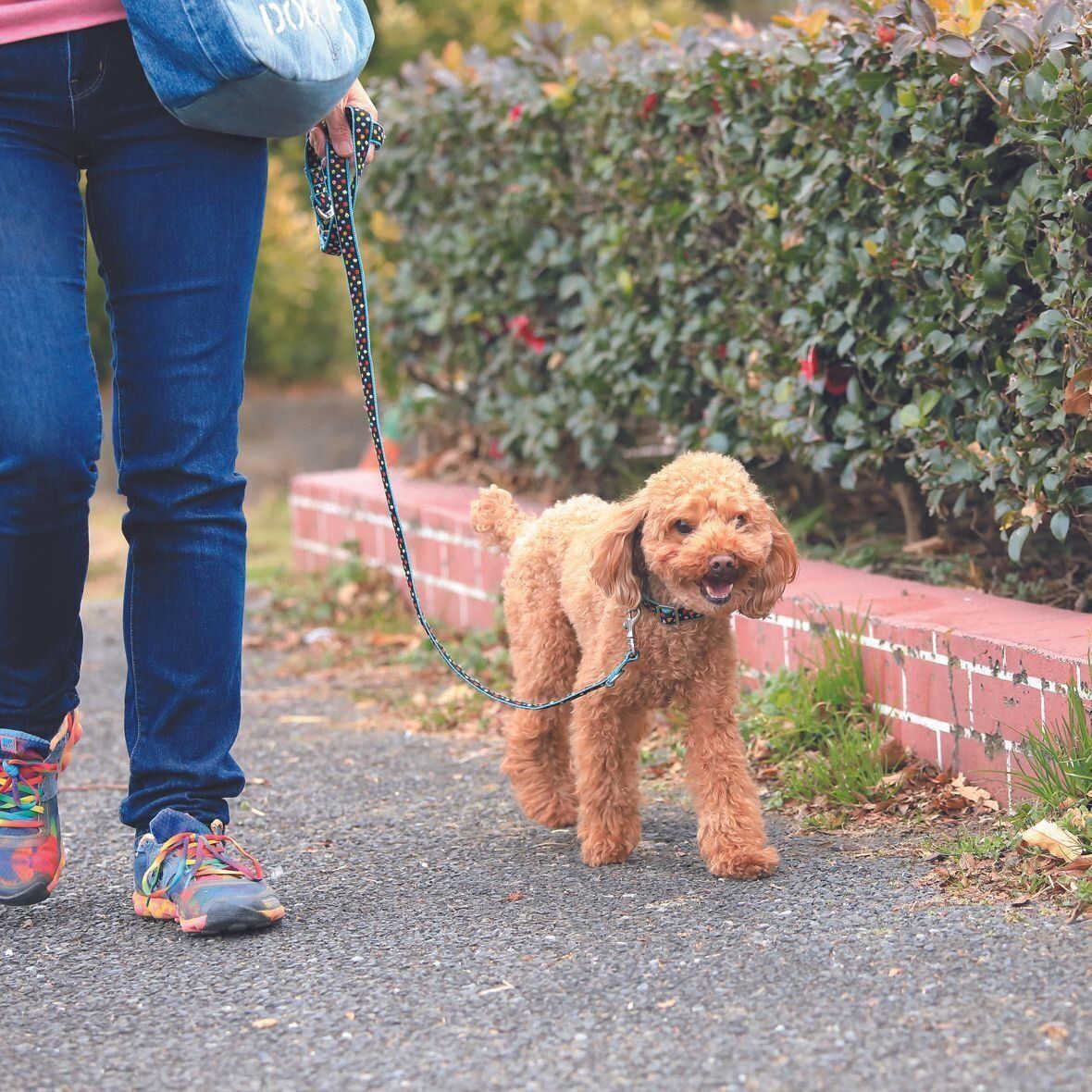 ドライブ前に散歩でしっかり運動させることで、道中は静かに過ごしやすくなります。散歩の途中で排泄もしてくれれば、ドライブ中のトイレ問題も不安が減ります