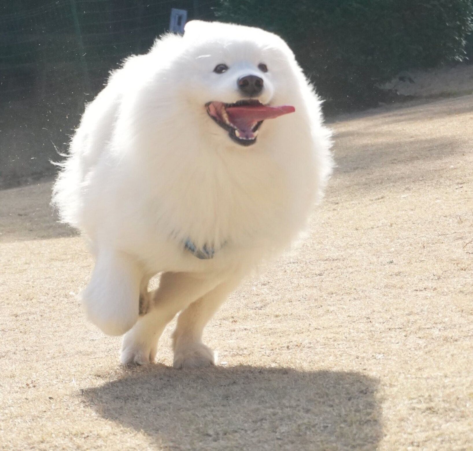 ドッグランで爆走するダッツくん