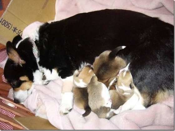 授乳中のママ犬