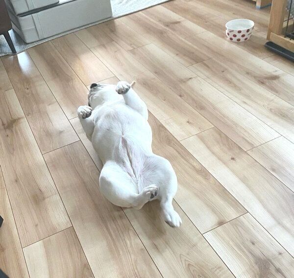 ヘソ天するひまわりちゃん