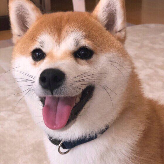 笑顔の柴犬