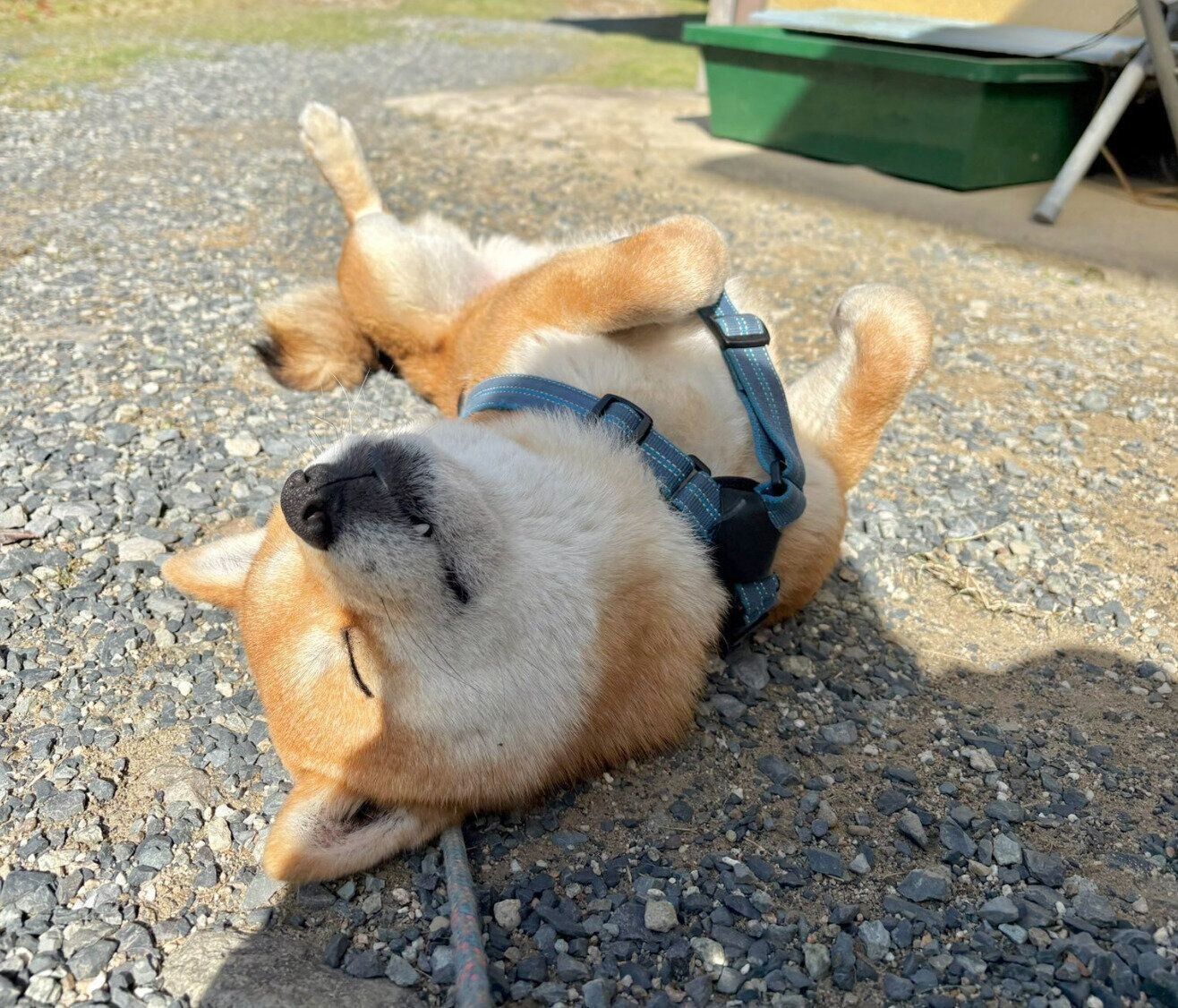 朝から庭で拒否柴をする福ちゃん