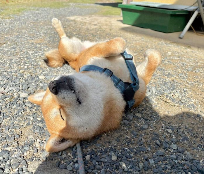 朝から庭で拒否柴をする福ちゃん