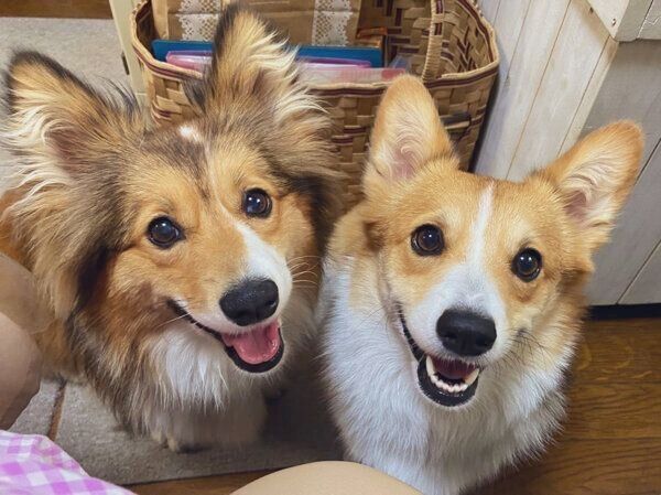 笑顔が可愛いせこむちゃん、うりちゃん