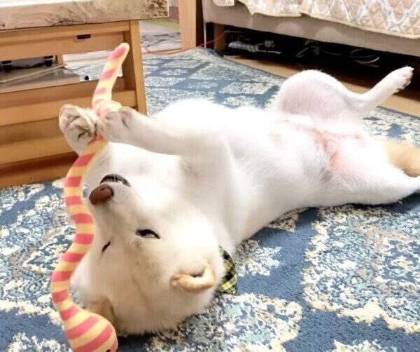 おもちゃで遊ぶごん太くん