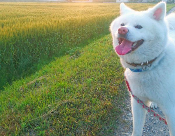 散歩する秋田犬