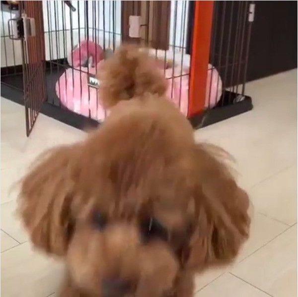 トイ・プードル