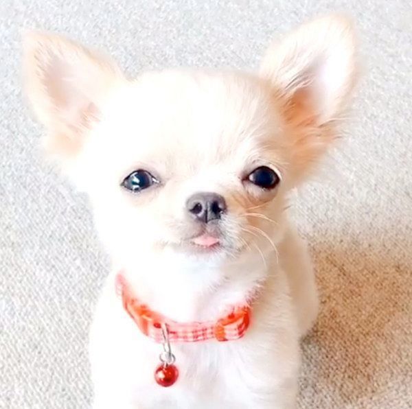 チワワのぽむちゃん