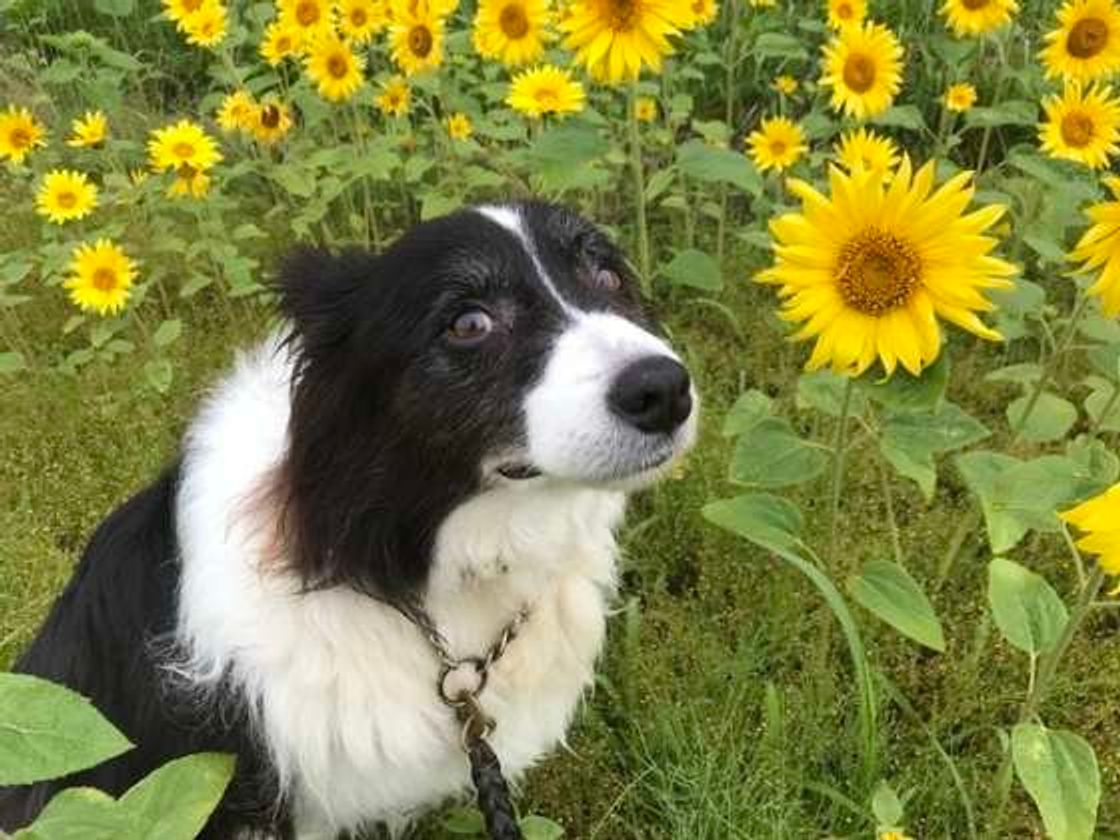 ボーダー コリーの毛色の種類はこんなに豊富 性格や特徴に差はある いぬのきもちweb Magazine ボーダー コリーの毛色の種類はこんなに豊富 性格や特徴に差はある いぬのきもちweb Magazine