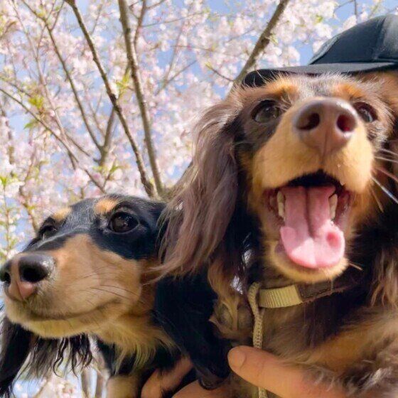 カニーヘン・ダックスフンドのペロちゃんとお友達犬