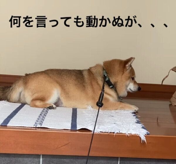 散歩拒否中のこてつくん