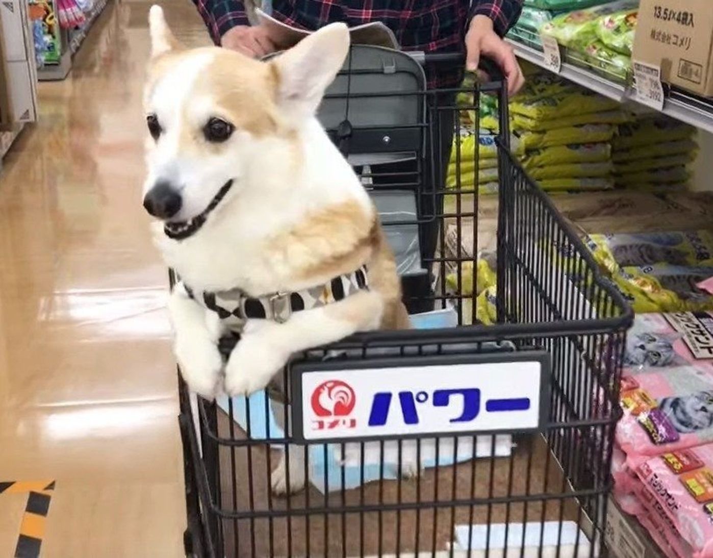 お行儀よく買い物するコーギー 買い物が終わったらストレス発散 いぬのきもちweb Magazine お行儀よく買い物するコーギー 買い物が終わったらストレス発散 いぬのきもちweb Magazine