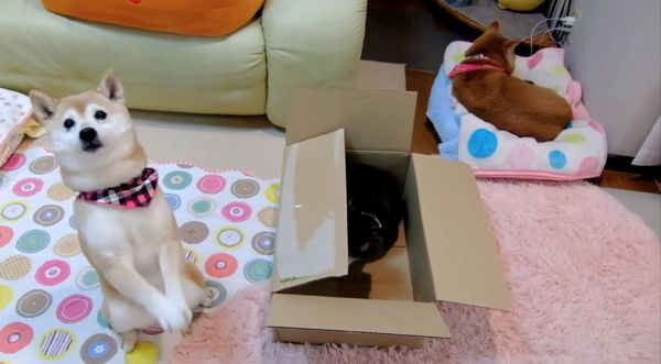 ツッコミを入れる柴犬