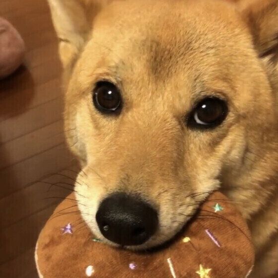 犬のオシッコの失敗はなぜ起こる？ トイレをはみ出す場合の対処法 いぬのきもち