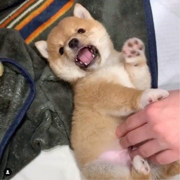 お腹をこちょこちょされるうにくん