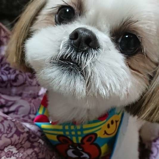 【犬の介護Q&A】シニア犬の食事の変化とアイデア