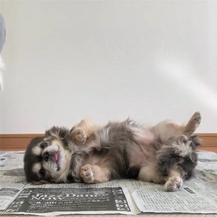 おとなしすぎるチワワ