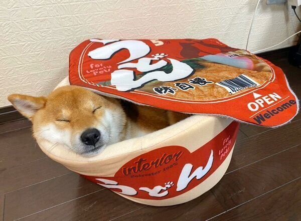 「きつねうどん」になるゆきちゃん