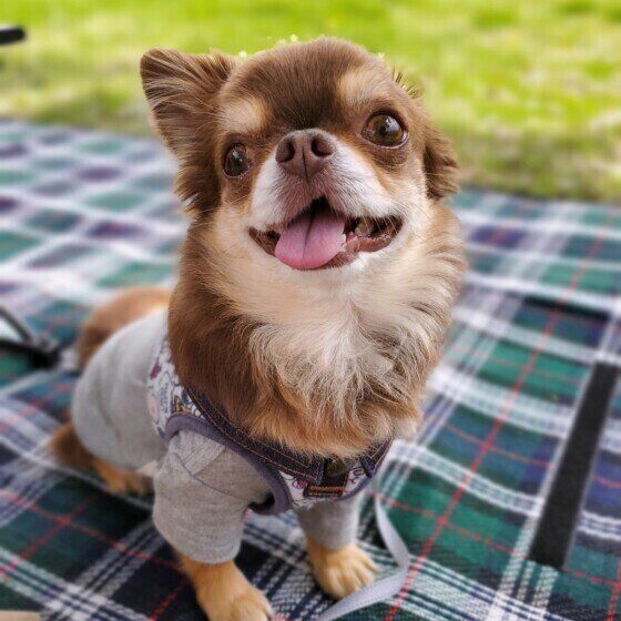 犬の膵炎の症状と原因、治療法は? 膵炎の犬が注意したい食事管理を獣医師に聞いた いぬのきもち