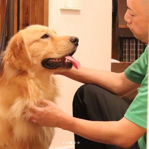 おとーさんを起こしたいゴールデン・レトリーバー