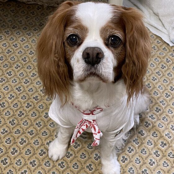 シニア犬が気をつけたい室内で起こる思わぬケガと予防法 いぬのきもち