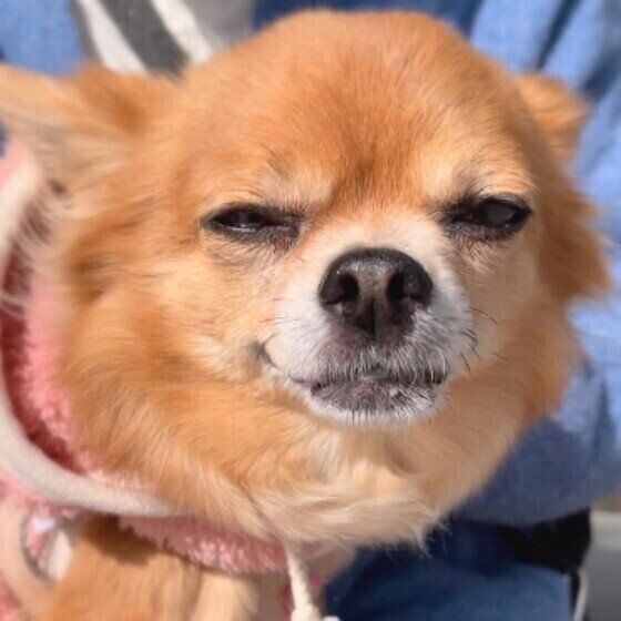 犬が目を細めるのはどうして？理由を獣医師に聞いてみた