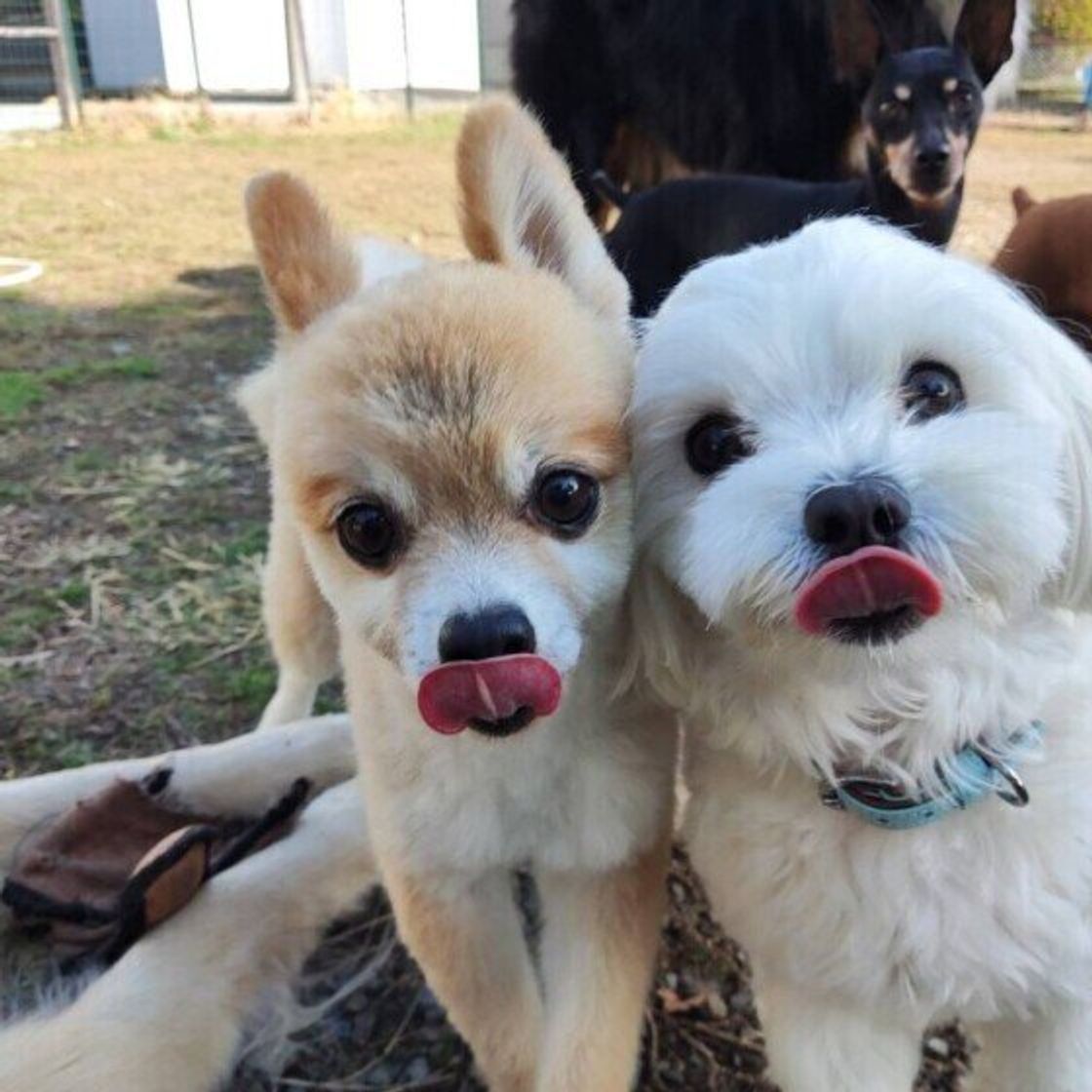 空気が読めない犬は他の犬に嫌われる 犬同士で仲良くできない理由 いぬのきもちweb Magazine 空気が読めない犬は他の犬に嫌われる 犬同士で仲良くできない理由 いぬのきもちweb Magazine