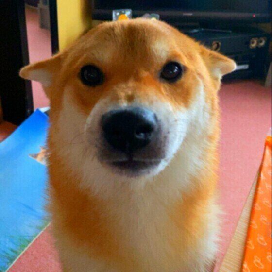 犬が「ヒコーキ耳」をする理由 犬はどんな気持ちで耳をペタンとするの？ いぬのきもち