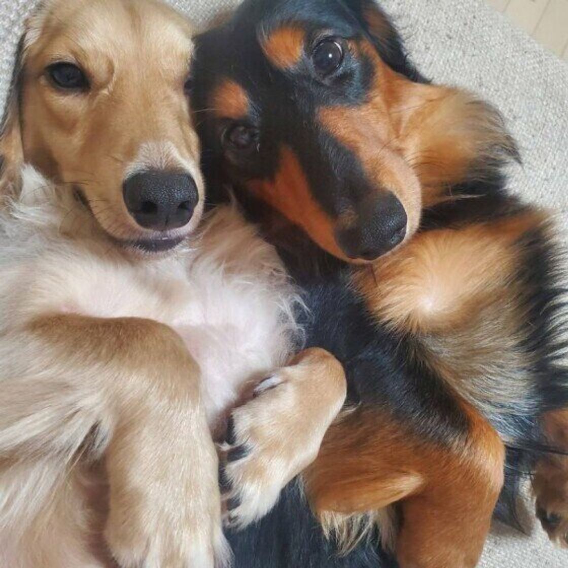 愛犬がゴハンを食べない 動物病院へ行くべき目安は いぬのきもちweb Magazine 愛犬がゴハンを食べない 動物病院へ行くべき目安は いぬのきもちweb Magazine