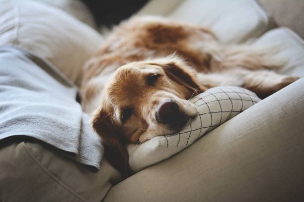 ソファで眠る犬