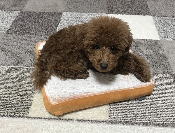 見つめるトイ・プードル