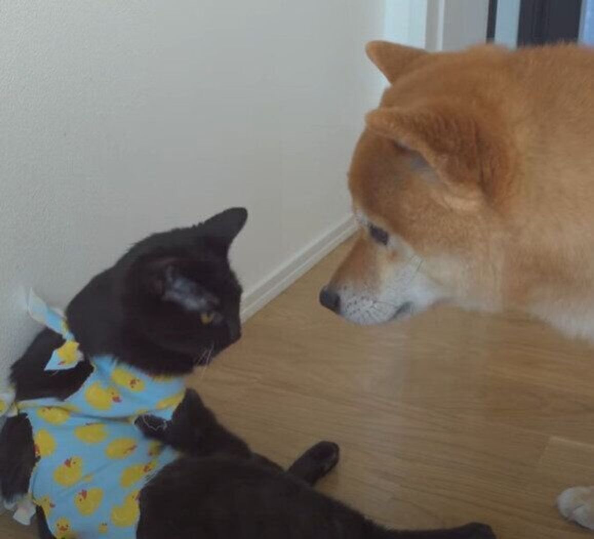 術後の子猫を心配する柴犬 なんだか 大丈夫 と声をかけているみたい いぬのきもちweb Magazine 術後の子猫を心配する柴犬 なんだか 大丈夫 と声をかけているみたい いぬのきもちweb Magazine