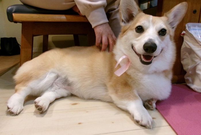 まったりするこはくちゃん