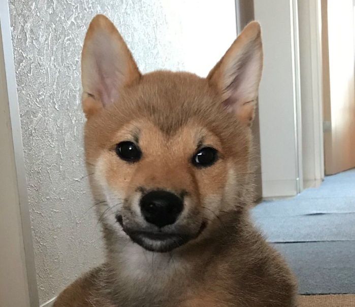 生後4カ月のころのこむぎくん