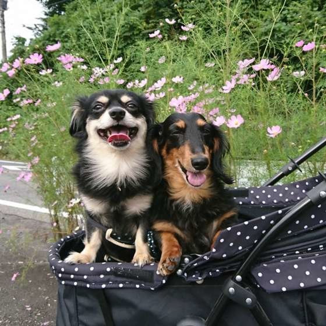 これってフケ ほっておいていいの 犬からフケが出る原因と対処法 いぬのきもちweb Magazine これってフケ ほっておいていいの 犬からフケが出る原因と対処法 いぬのきもちweb Magazine
