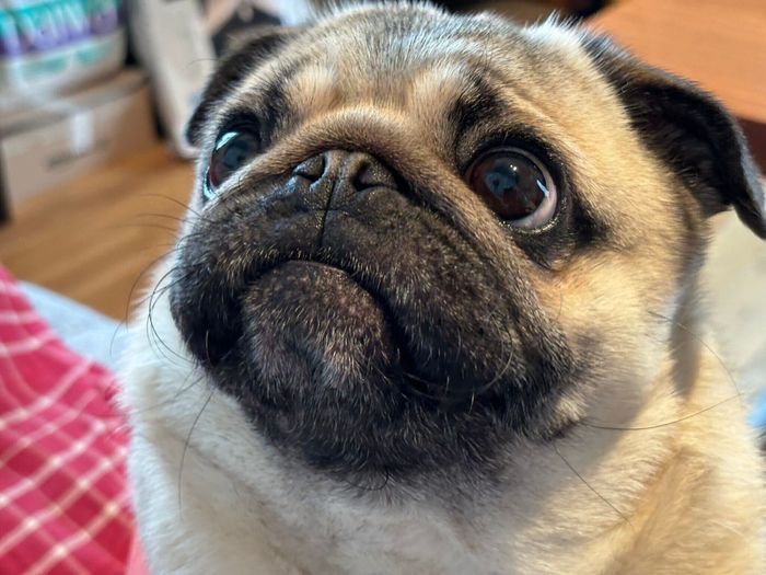 この日、モンちゃんは飼い主さんを起こしてあげたのだとか