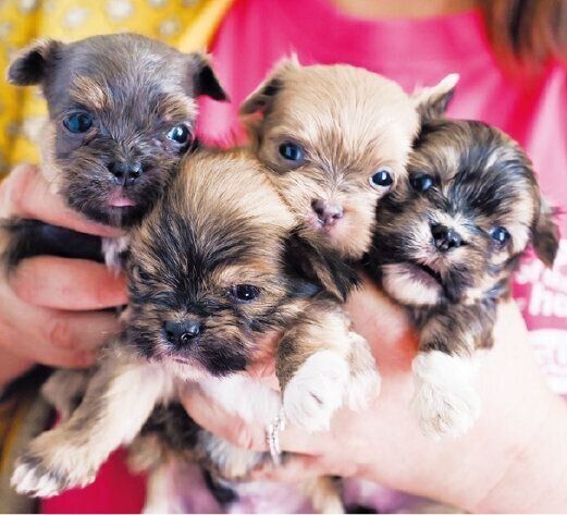 ひかりちゃんは清永さん宅で無事に４頭の赤ちゃんを出産