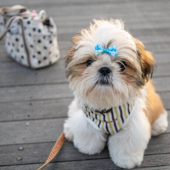 シー・ズー 子犬