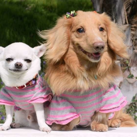 チワワのビビくん