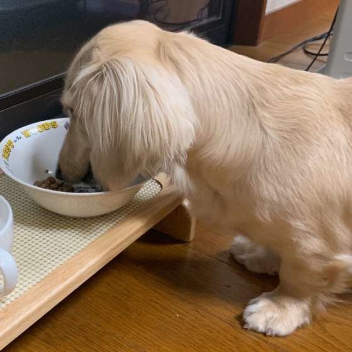 犬にキウイはng キウイに期待できる効果や ヒトと異なる与える時の注意点など いぬのきもちweb Magazine 犬にキウイはng キウイに期待できる効果や ヒトと異なる与える時の注意点など いぬのきもちweb Magazine