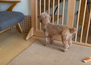 トイプードル　犬