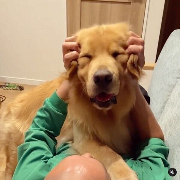 パパさんとソファでまったりするモッシュくん