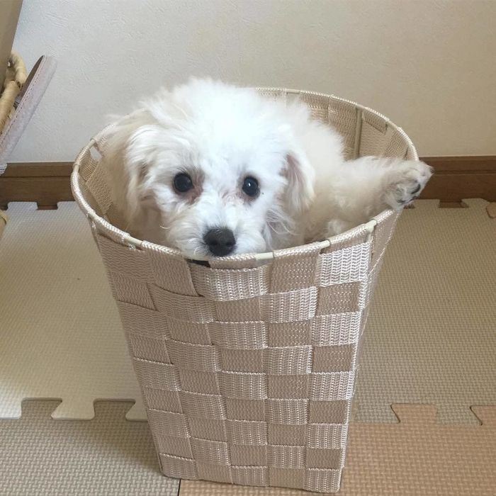 むうちゃん、ゴミ箱からこんにちは♡