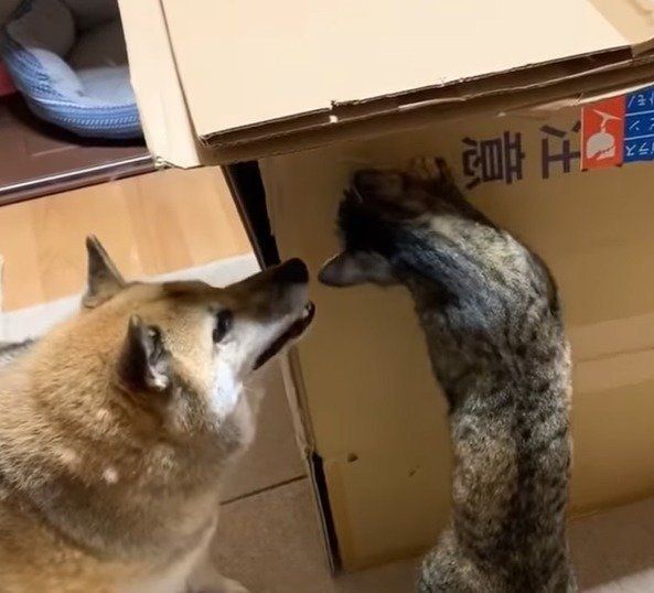 飼い主さんを助けようと頑張る柴犬