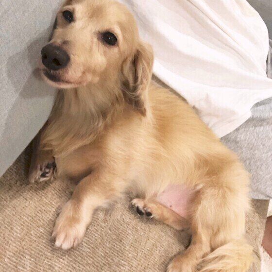 お尻をくっつけるミニチュア・ダックスフンド