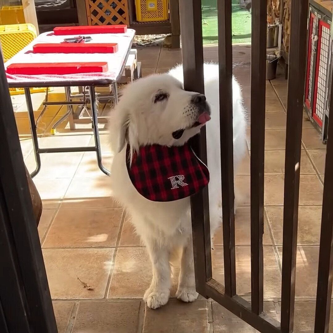 お散歩に行かないふりをしたルンルンちゃん