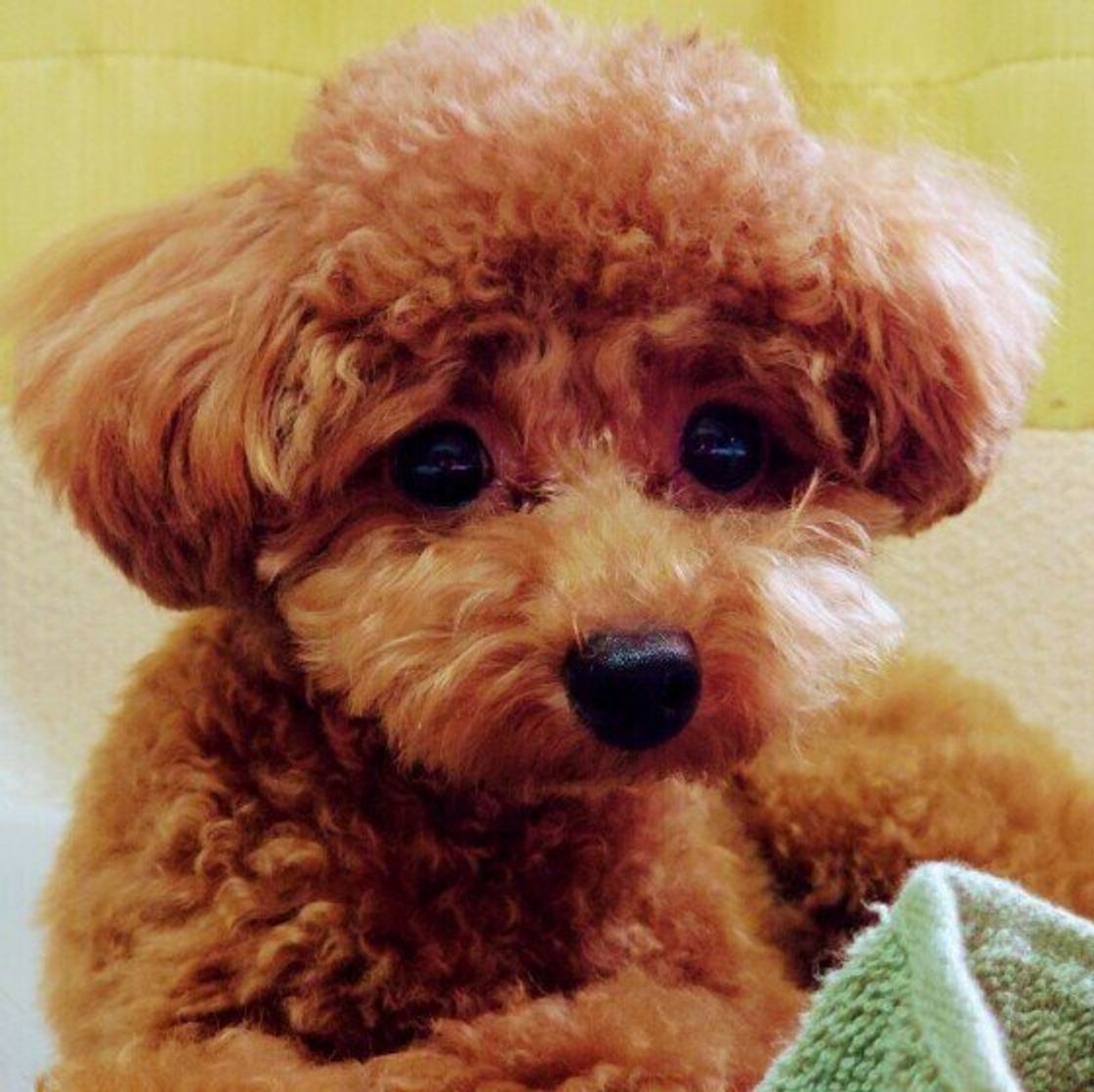 寒がりな犬っているの 寒さに強い犬と弱い犬の特徴 いぬのきもちweb Magazine 寒がりな犬っているの 寒さに強い犬と弱い犬の特徴 いぬのきもちweb Magazine